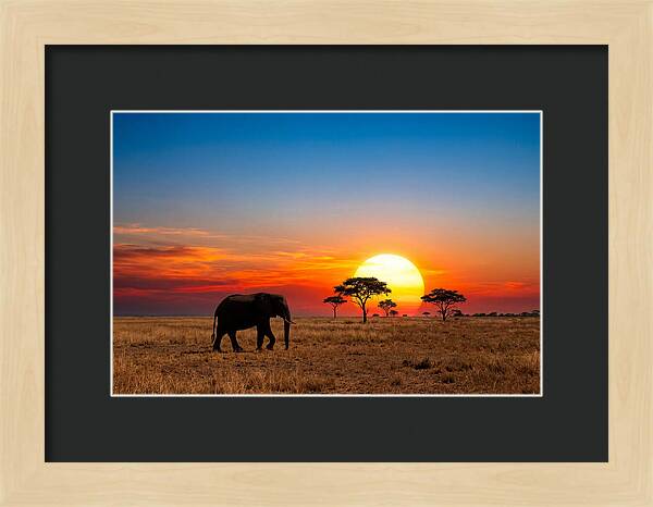African Elephant Sunset Silhouette