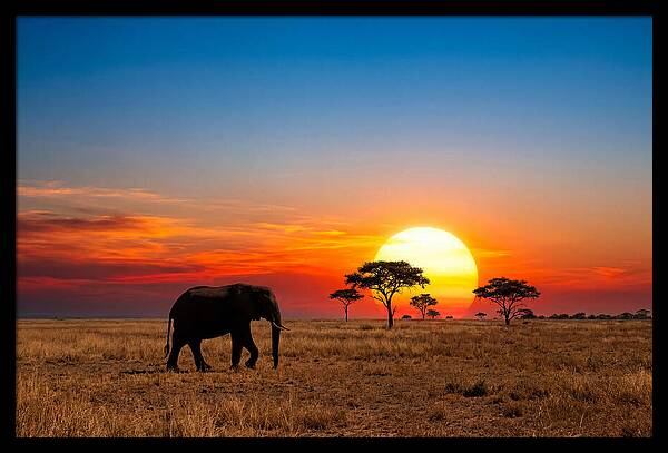 African Elephant Sunset Silhouette