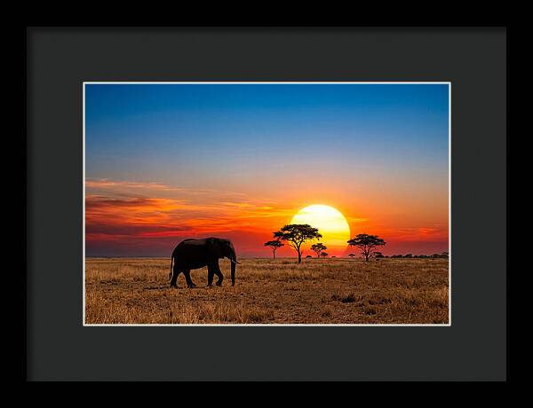 African Elephant Sunset Silhouette