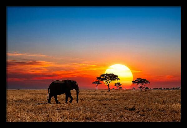 African Elephant Sunset Silhouette