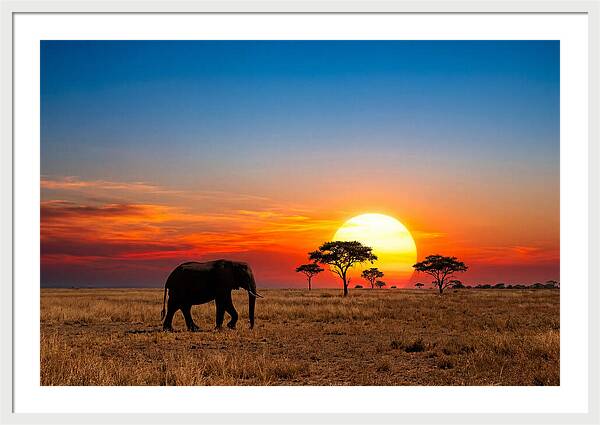 African Elephant Sunset Silhouette