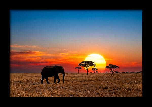 African Elephant Sunset Silhouette