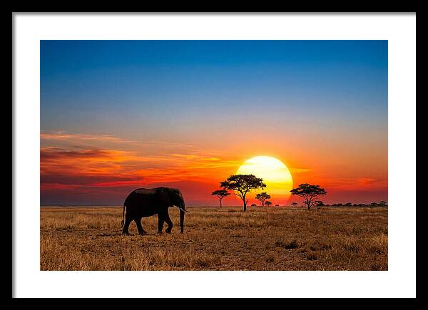 African Elephant Sunset Silhouette
