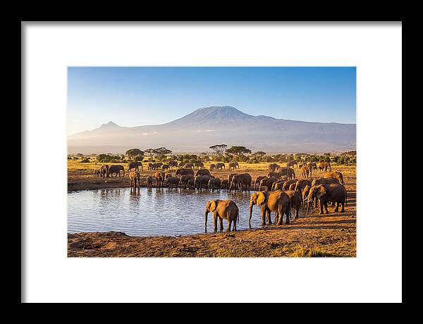 African Elephants At Waterhole
