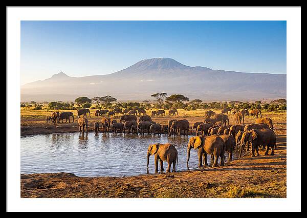 African Elephants At Waterhole