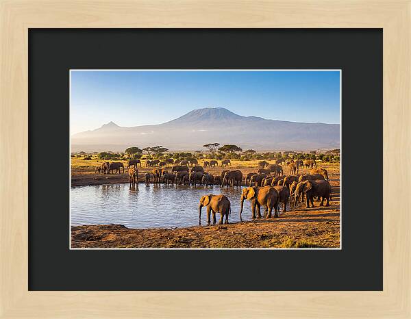 African Elephants At Waterhole