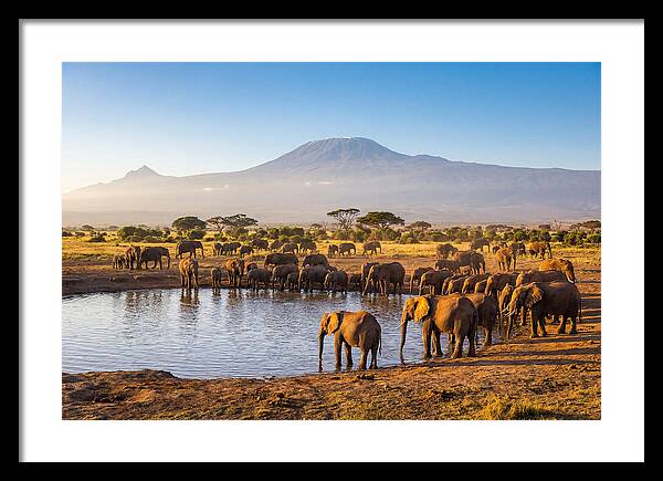 African Elephants At Waterhole