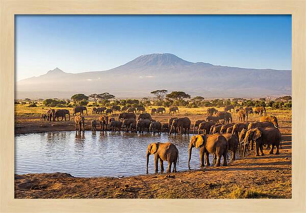 African Elephants At Waterhole
