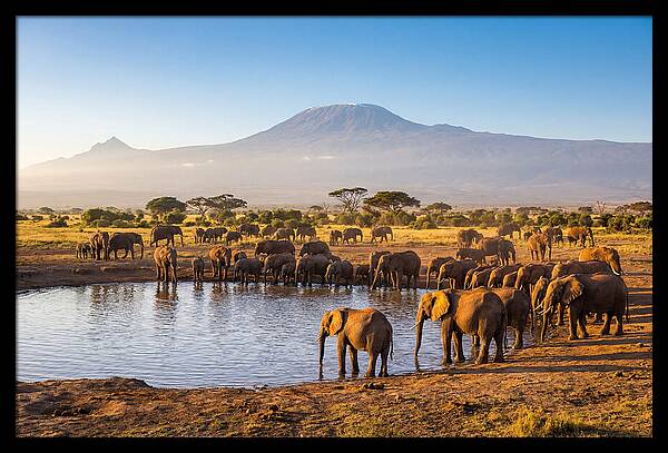 African Elephants At Waterhole