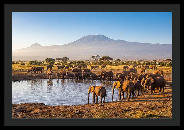 African Elephants At Waterhole