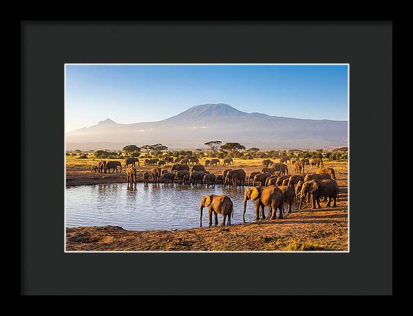 African Elephants At Waterhole