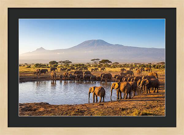 African Elephants At Waterhole