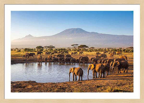 African Elephants At Waterhole