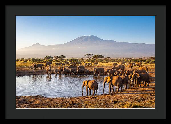 African Elephants At Waterhole