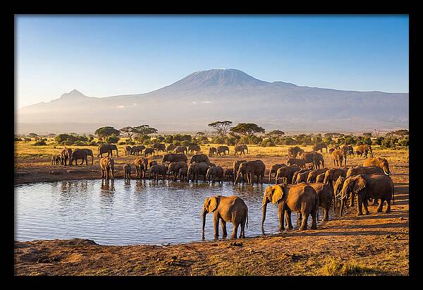 African Elephants At Waterhole