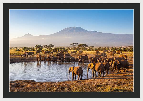 African Elephants At Waterhole