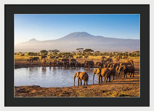 African Elephants At Waterhole