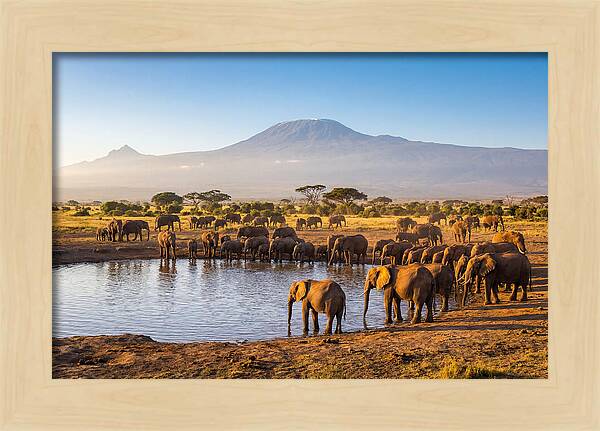 African Elephants At Waterhole