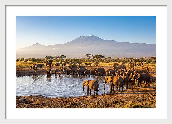 African Elephants At Waterhole
