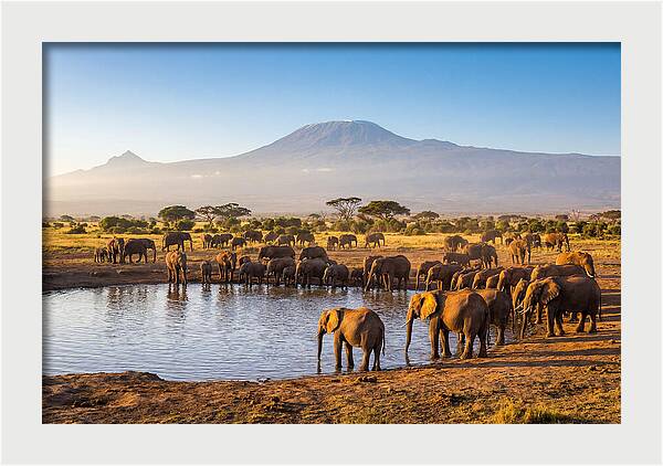 African Elephants At Waterhole