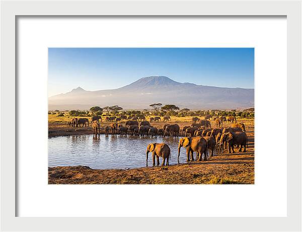 African Elephants At Waterhole