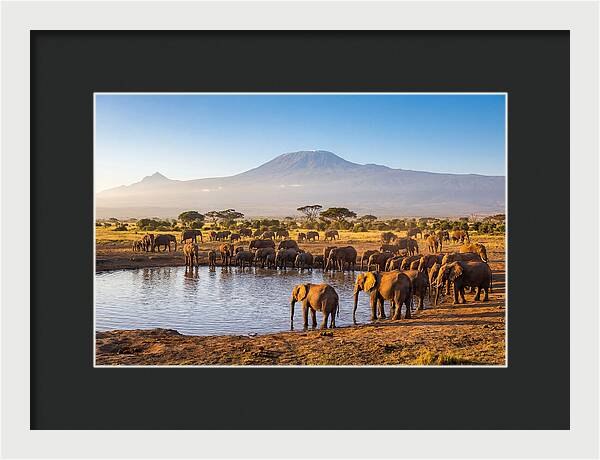 African Elephants At Waterhole