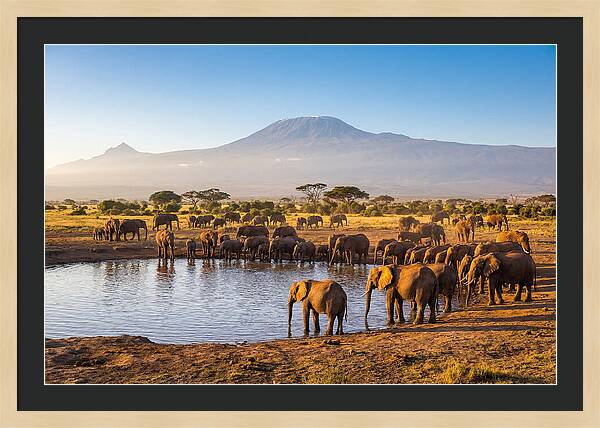 African Elephants At Waterhole