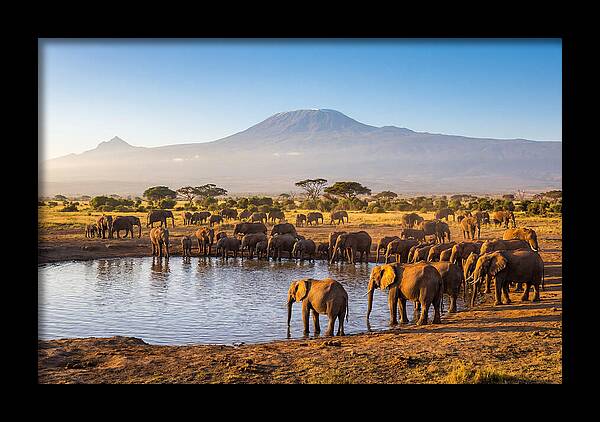 African Elephants At Waterhole