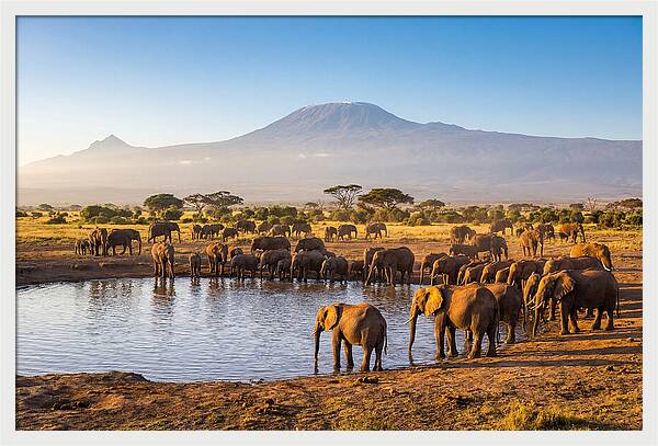 African Elephants At Waterhole