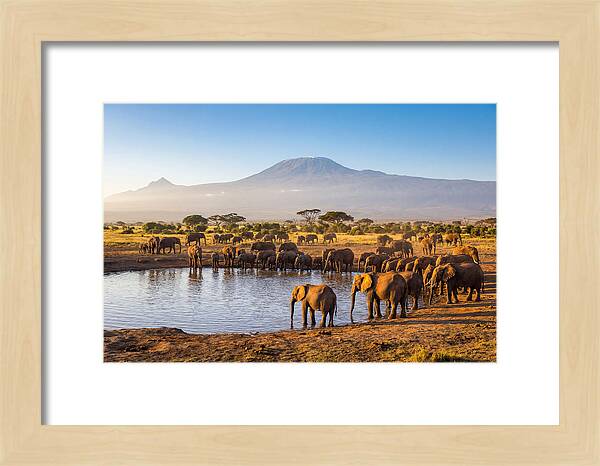 African Elephants At Waterhole