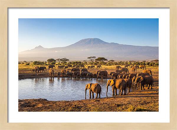 African Elephants At Waterhole