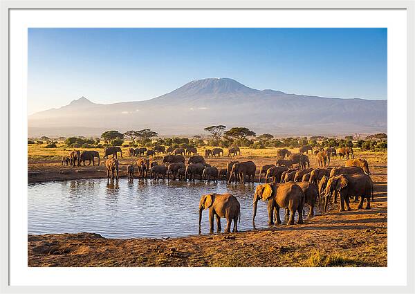 African Elephants At Waterhole