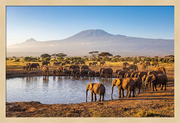African Elephants At Waterhole