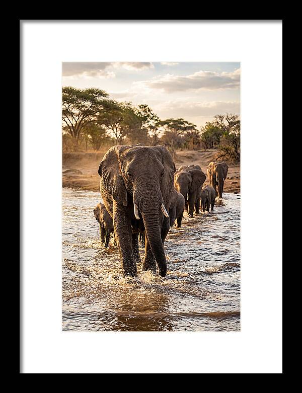 African Elephants Crossing The River
