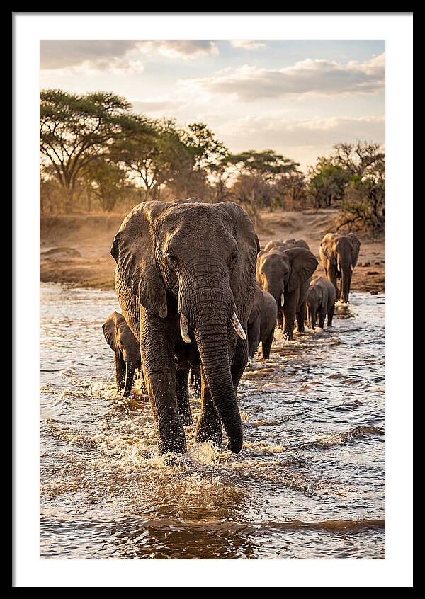African Elephants Crossing The River