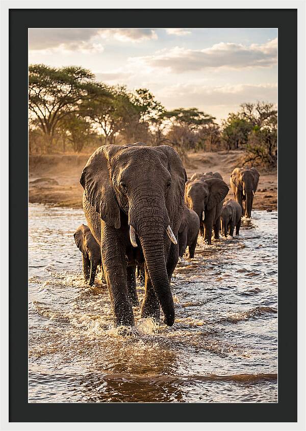 African Elephants Crossing The River