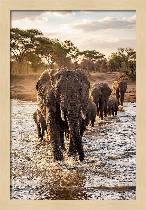 African Elephants Crossing The River
