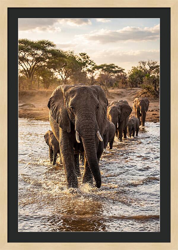 African Elephants Crossing The River