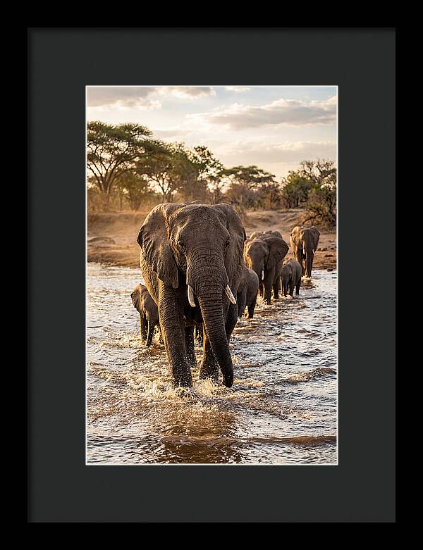 African Elephants Crossing The River