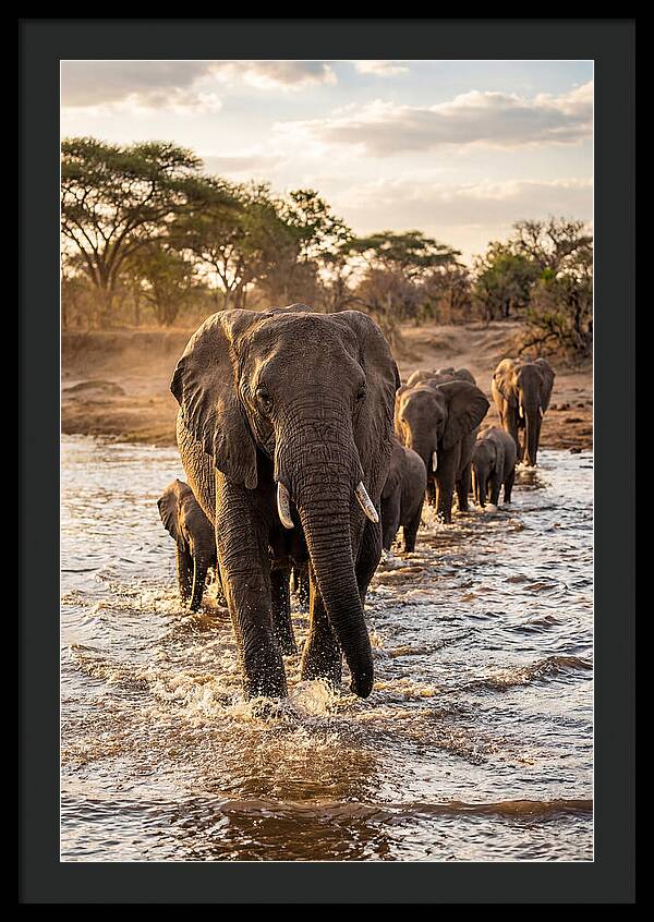 African Elephants Crossing The River