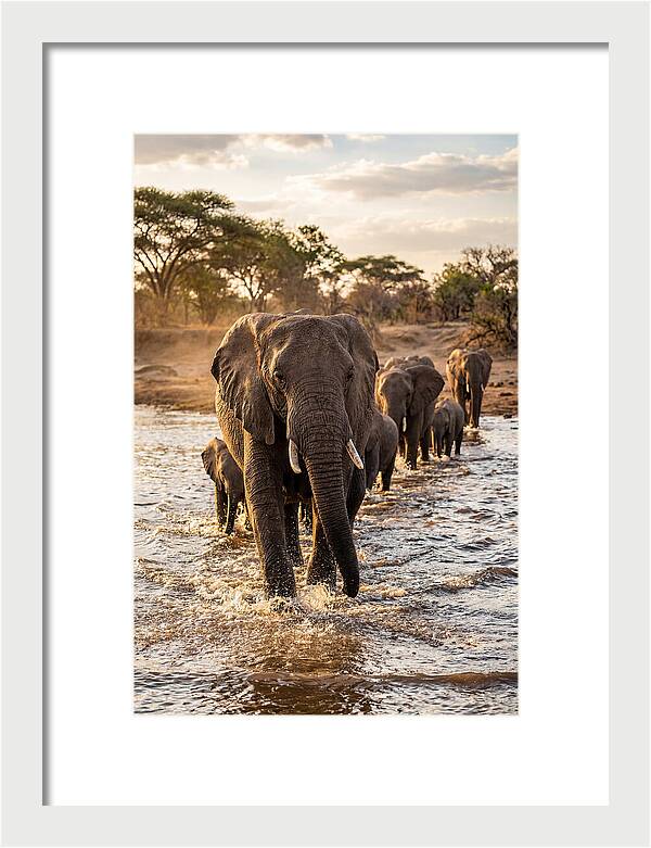 African Elephants Crossing The River