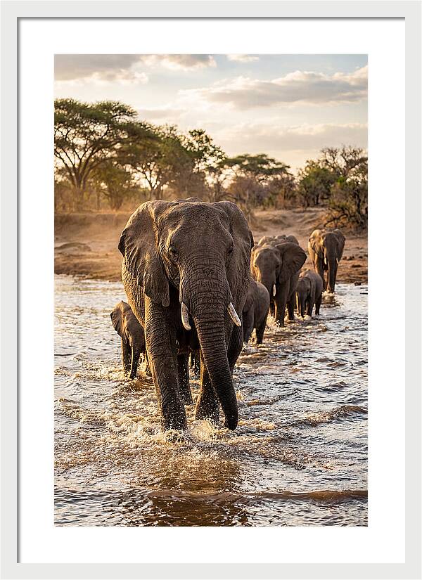 African Elephants Crossing The River