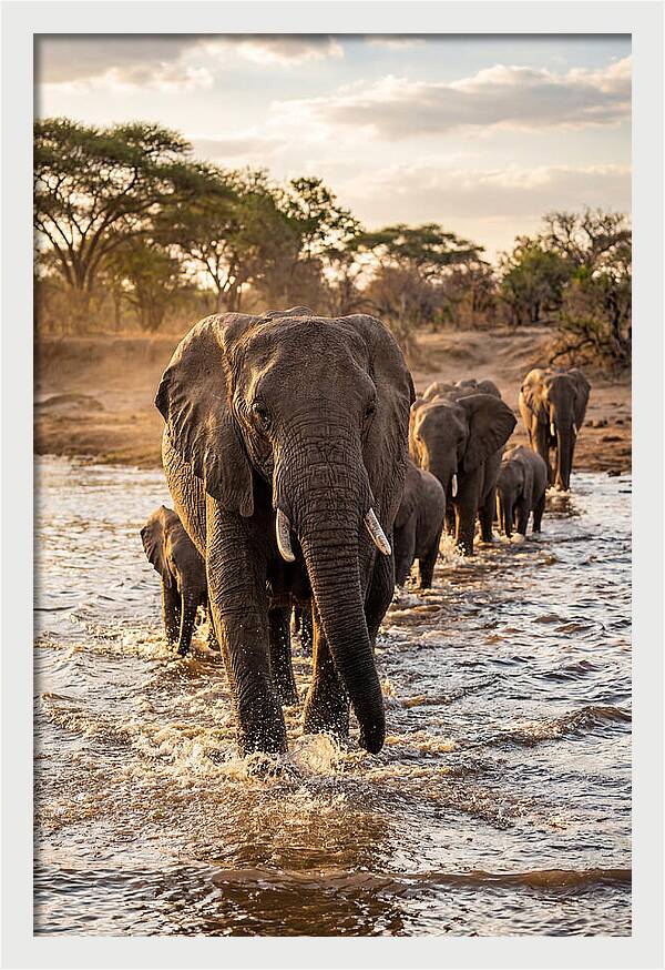 African Elephants Crossing The River