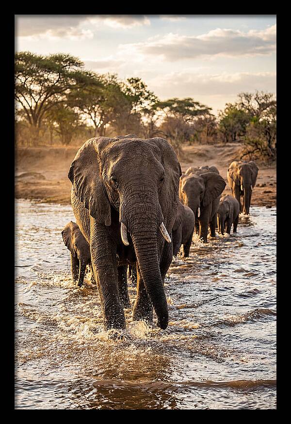 African Elephants Crossing The River