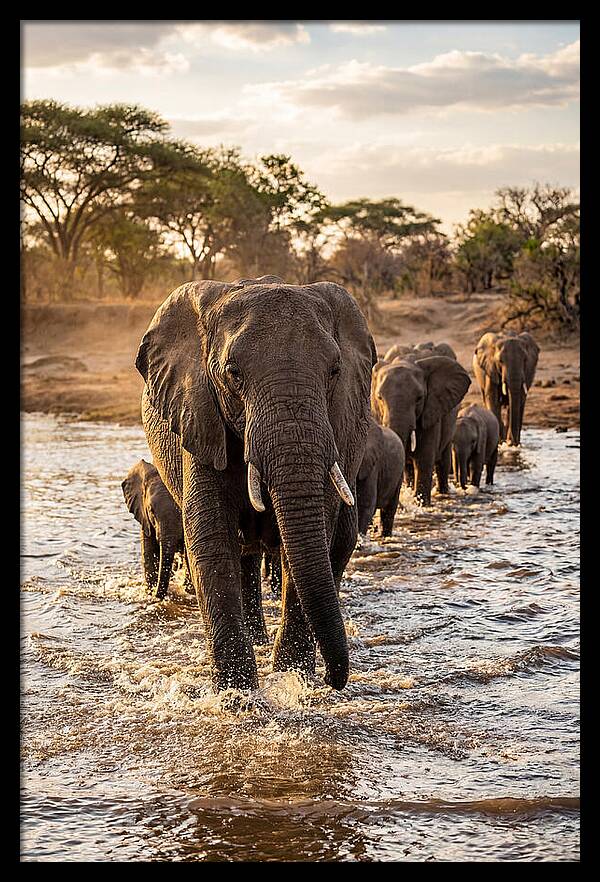 African Elephants Crossing The River