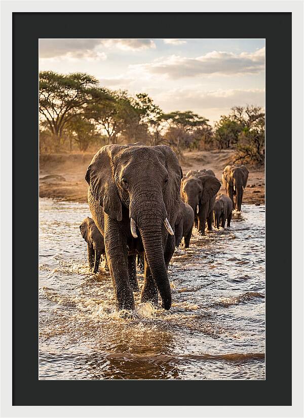 African Elephants Crossing The River