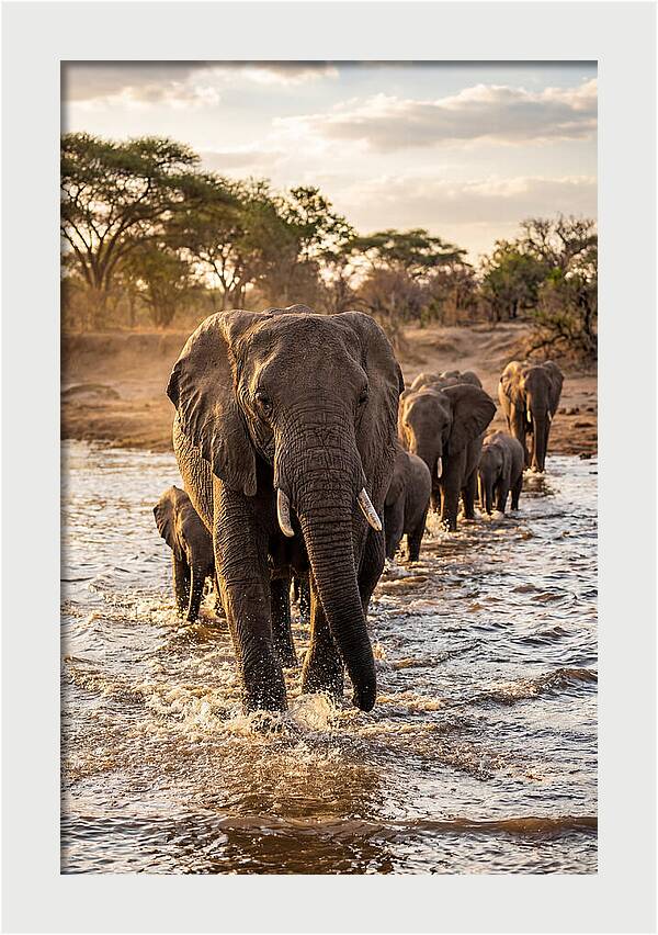 African Elephants Crossing The River