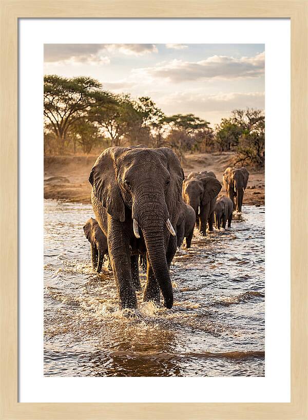 African Elephants Crossing The River
