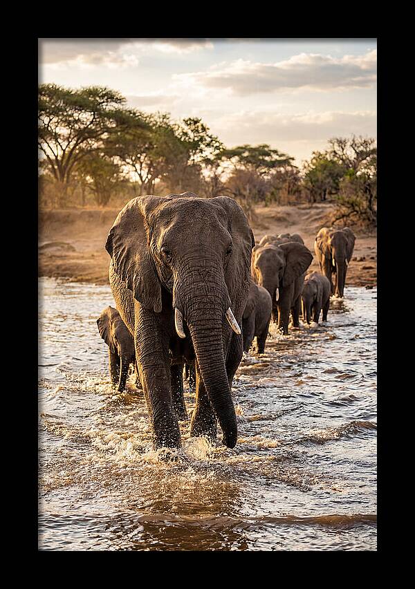 African Elephants Crossing The River
