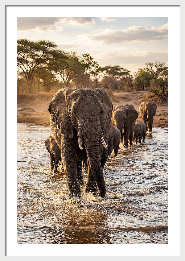 African Elephants Crossing The River